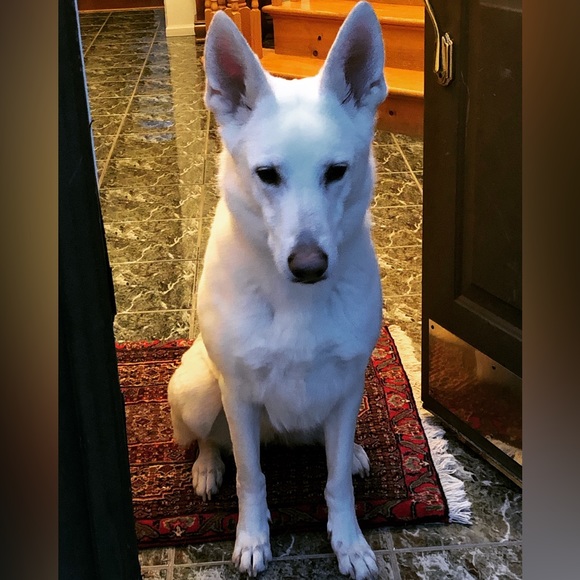 Meet your Posher, Susan - Picture 3 of 14